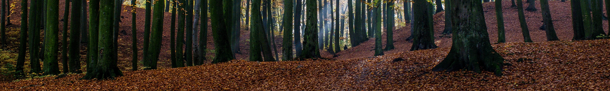 woods woods barrons caravans Barrons Caravans and Motorhomes woods